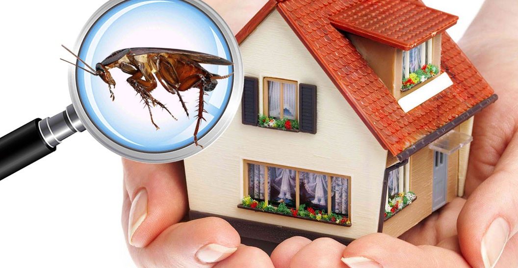 Pest Control Victoria | Pest Management | Pest Troubles