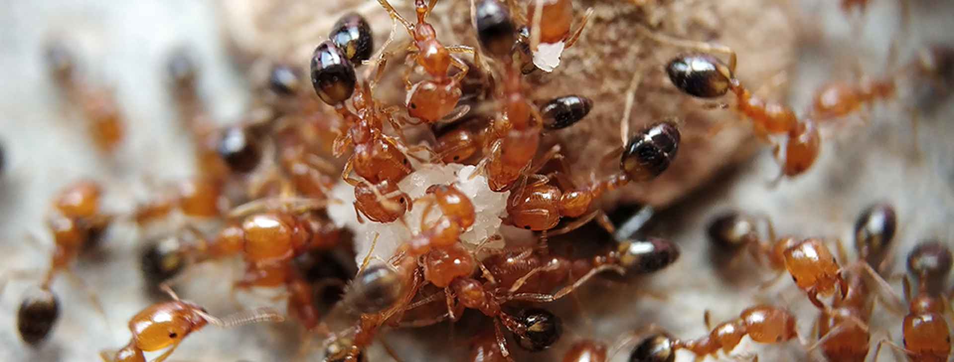 Ant Control Tweed Heads 