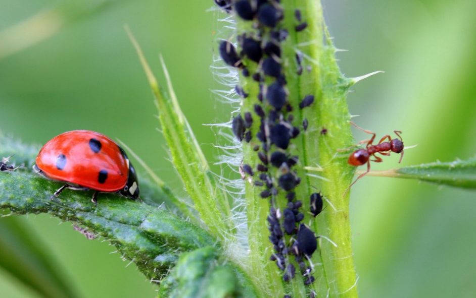 natural pest control