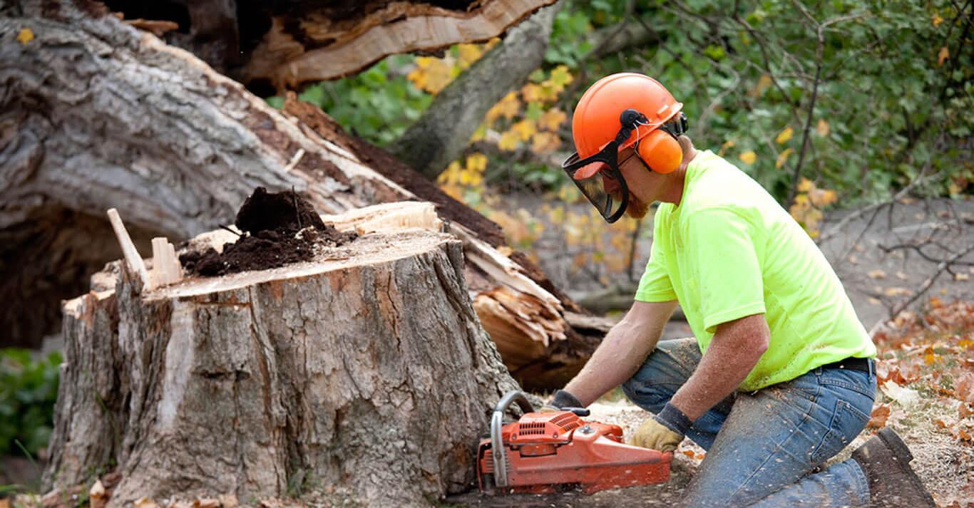 Tree removal