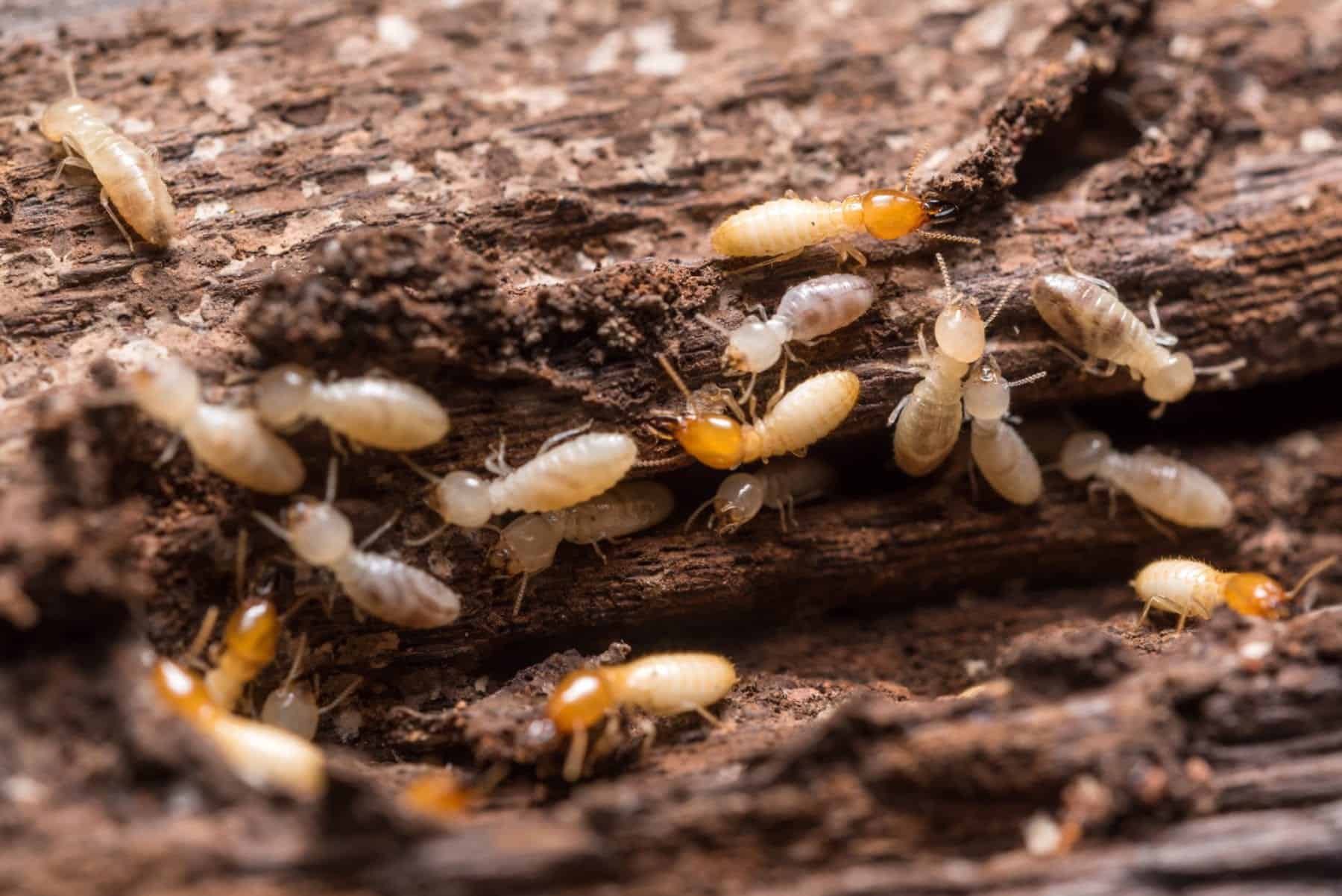 termite treatments