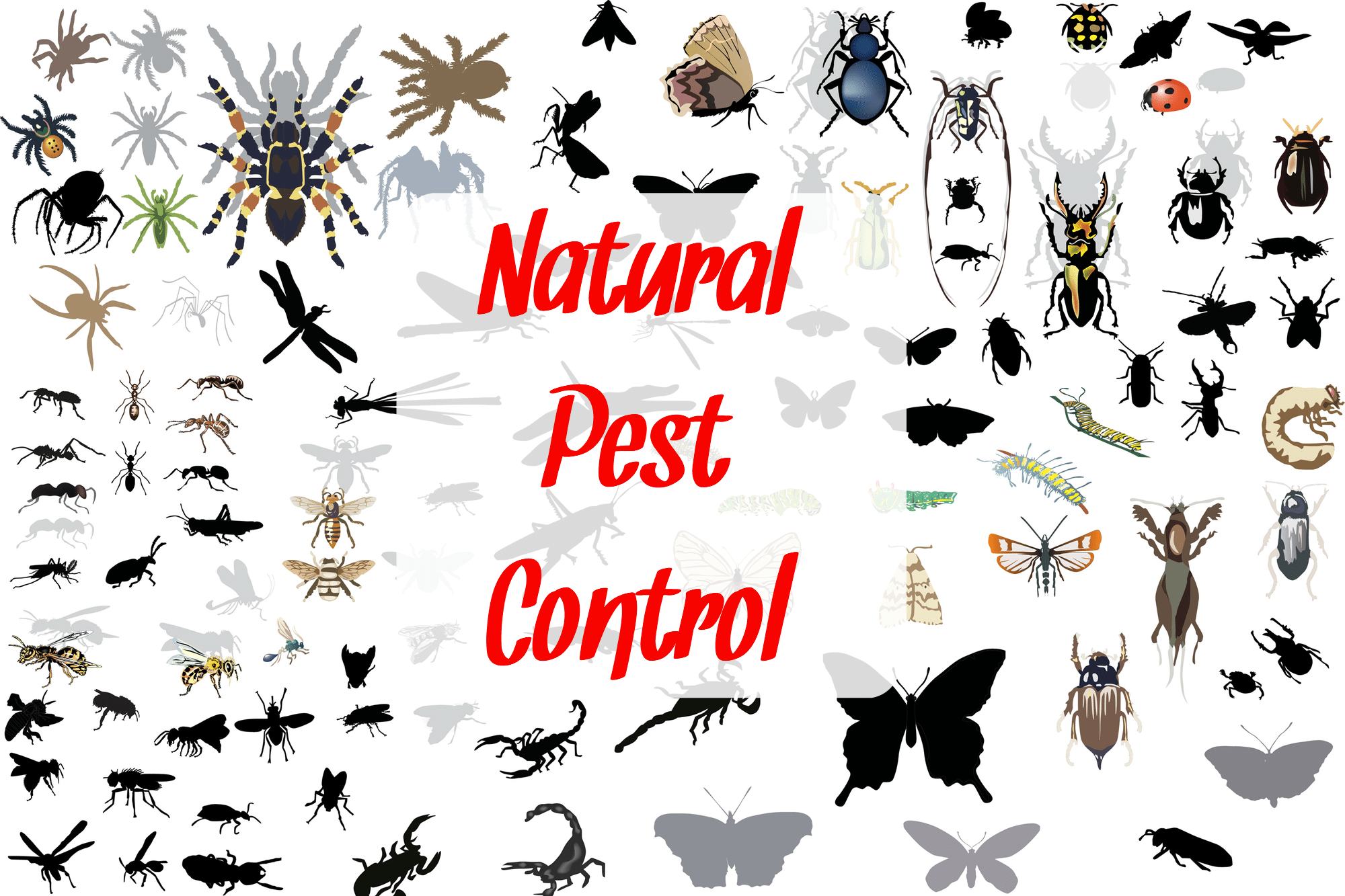 Natural pest control