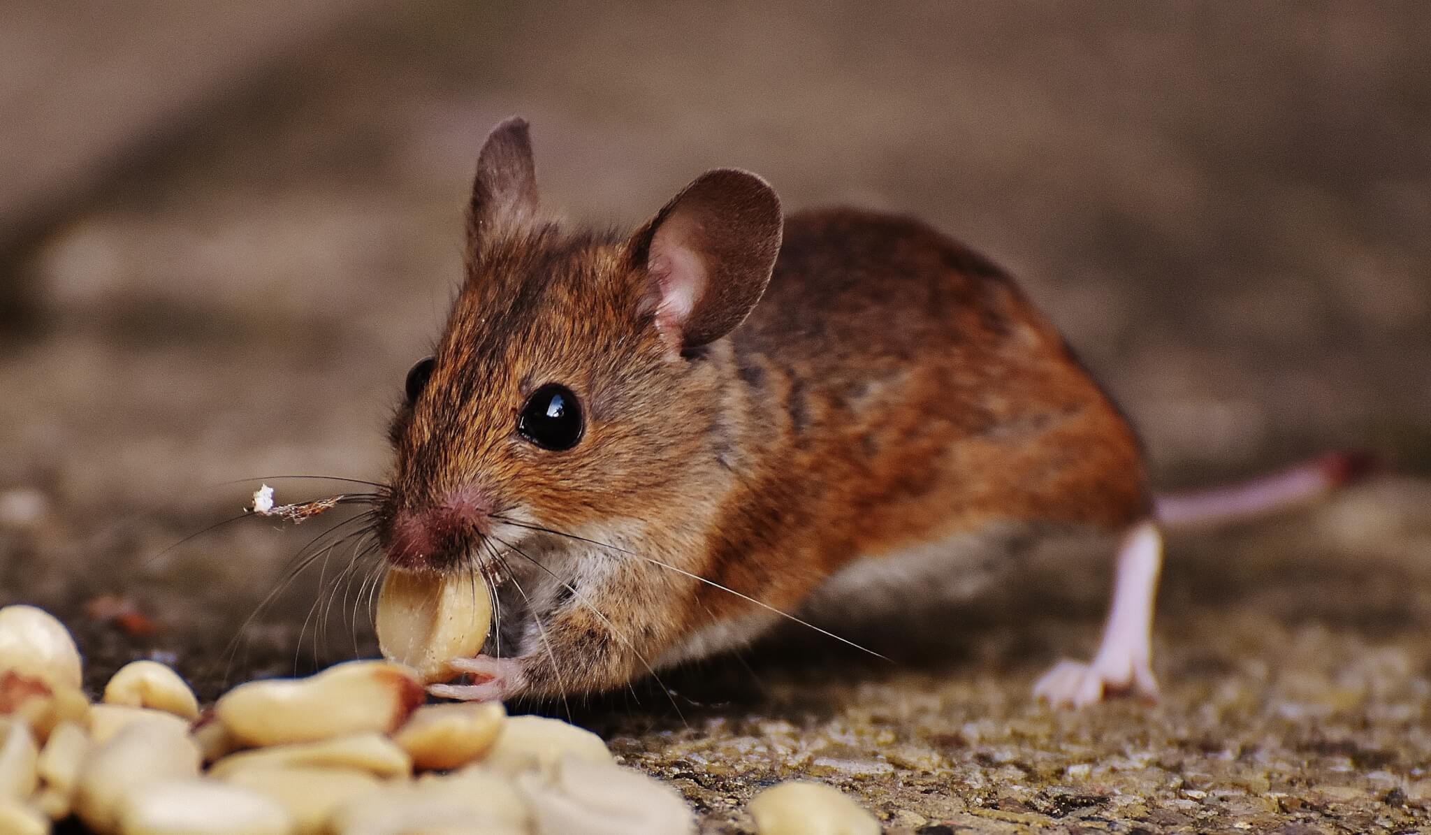 rodent control Gold Coast