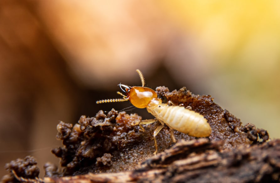 termite treatment in Gympie