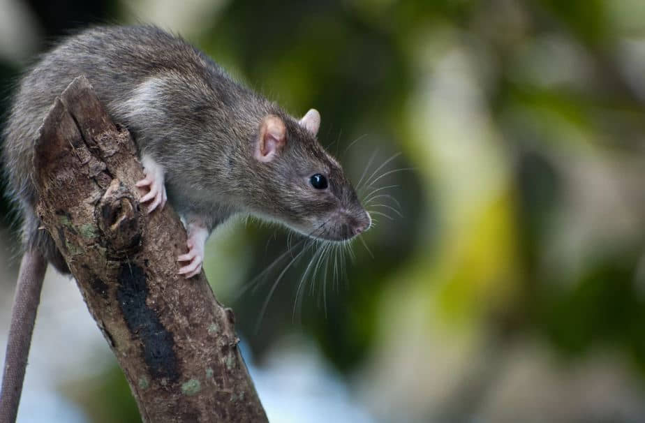 rat pest control in the Gold Coast
