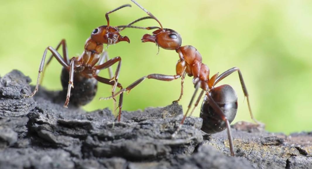 Ant Treatment in Casuarina